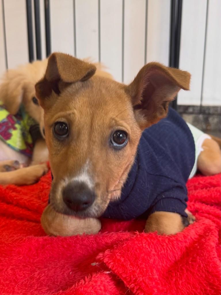 Lola, cachorro de porte pequeno para adoção em São Paulo - SP