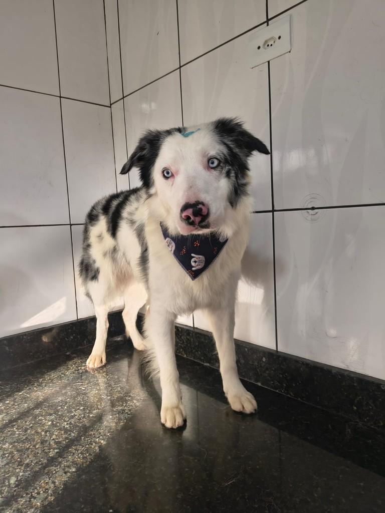 Damon, cachorro de porte médio para adoção em Ibiúna - SP
