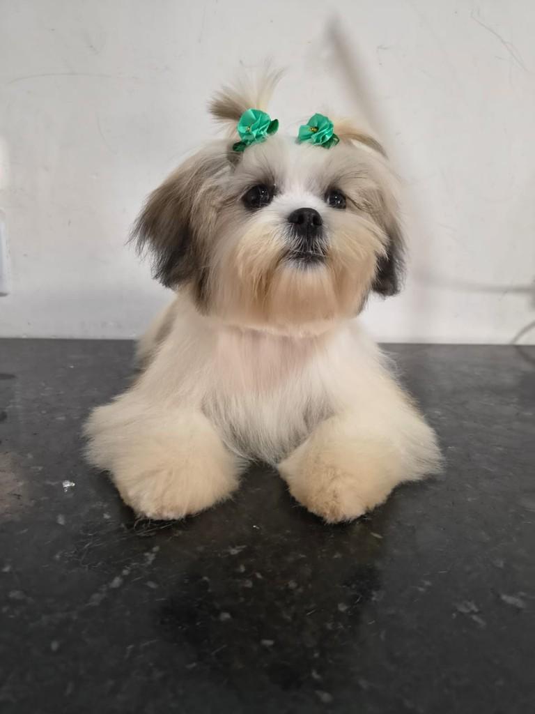 Rubi, cachorro de porte pequeno para adoção em Ibiúna - SP