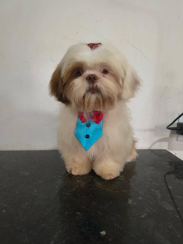 Kaleb, cachorro de porte pequeno para adoção em Ibiúna - SP