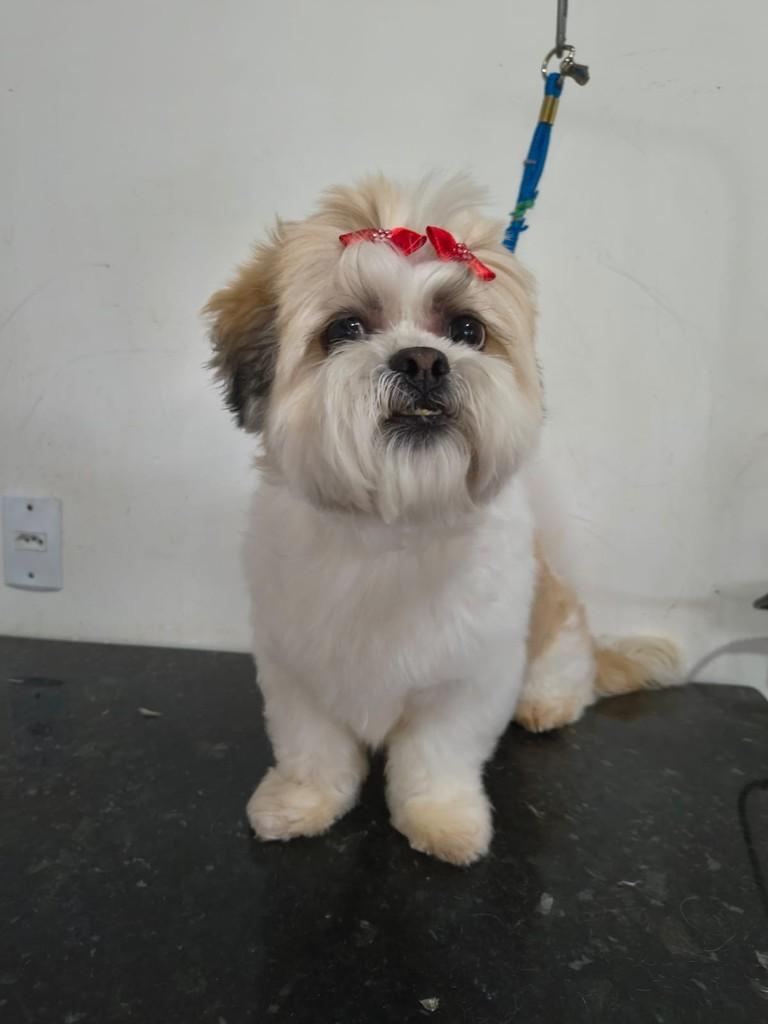 Maysa, cachorro de porte pequeno para adoção em Ibiúna - SP