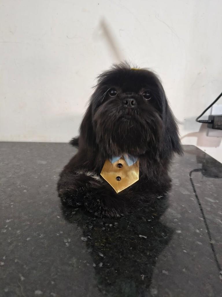 Tonico, cachorro de porte pequeno para adoção em Ibiúna - SP