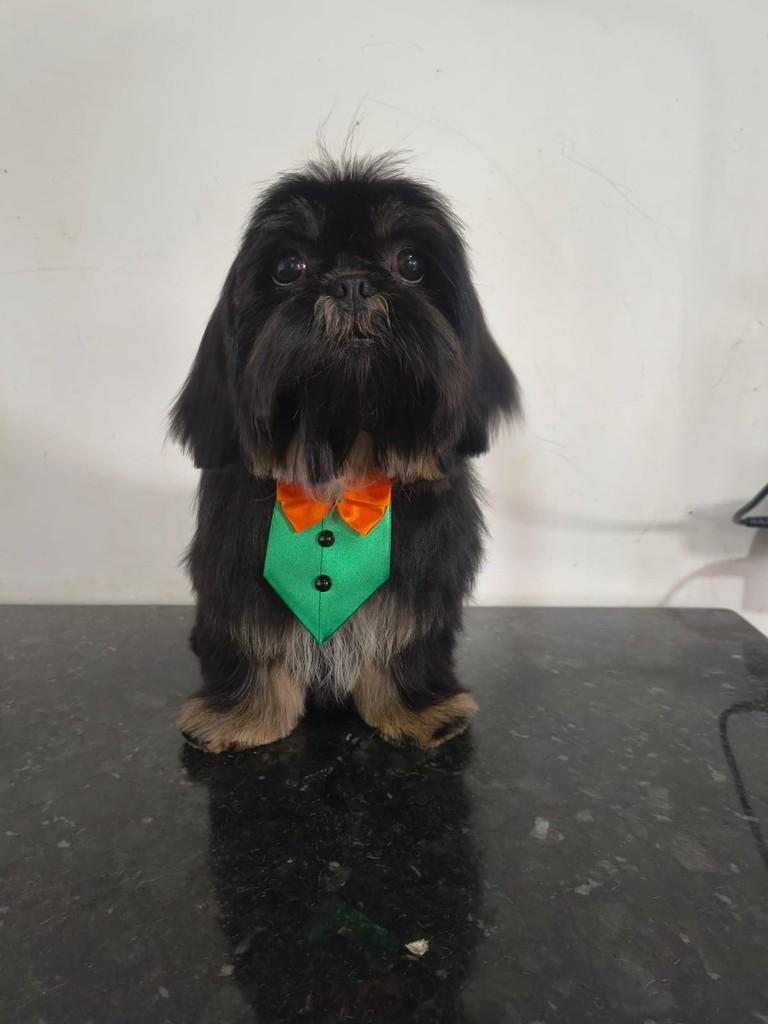 Tinoco, cachorro de porte pequeno para adoção em Ibiúna - SP