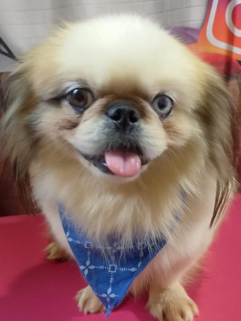 Stitch, cachorro de porte pequeno para adoção em Ibiúna - SP