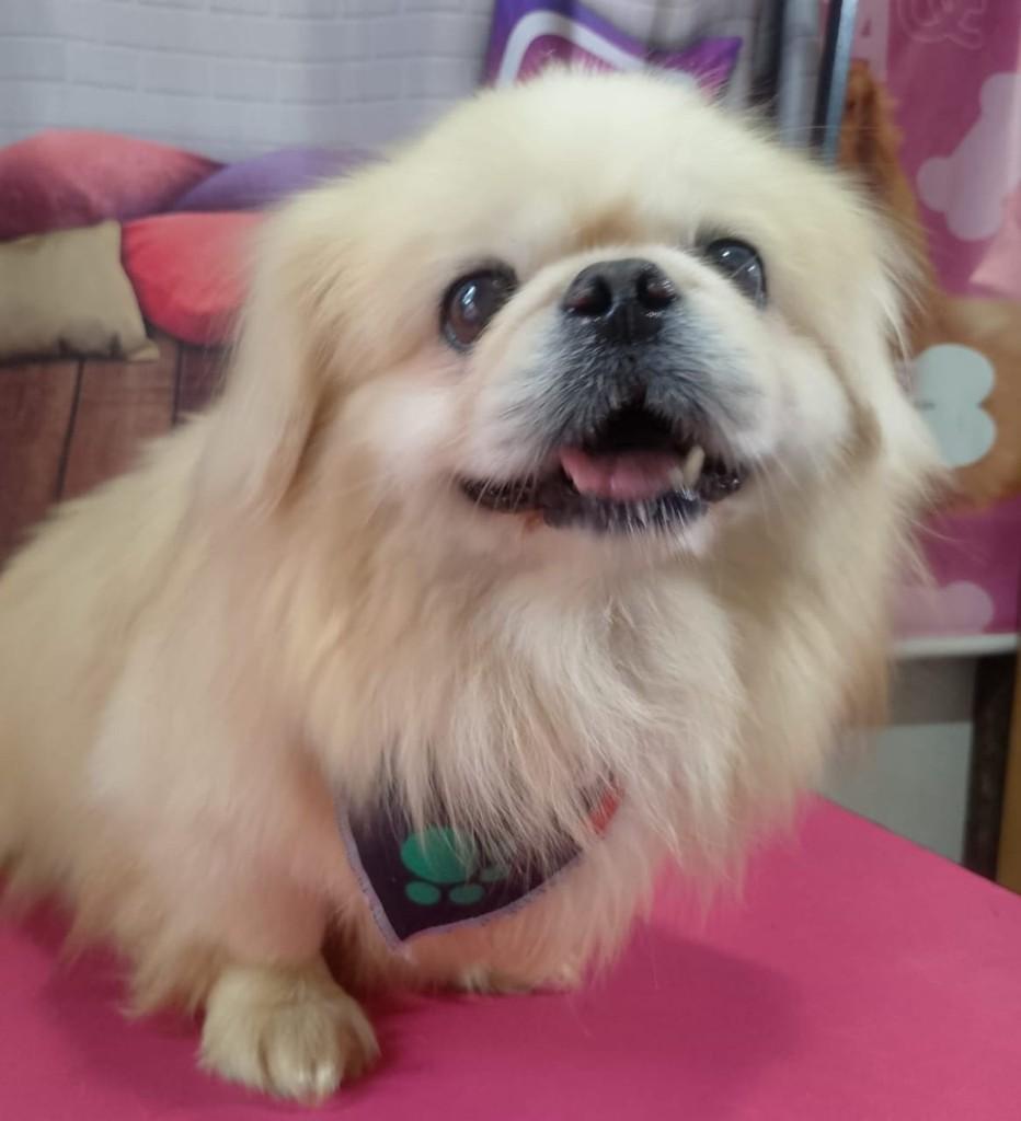 Branquinho, cachorro de porte pequeno para adoção em Ibiúna - SP