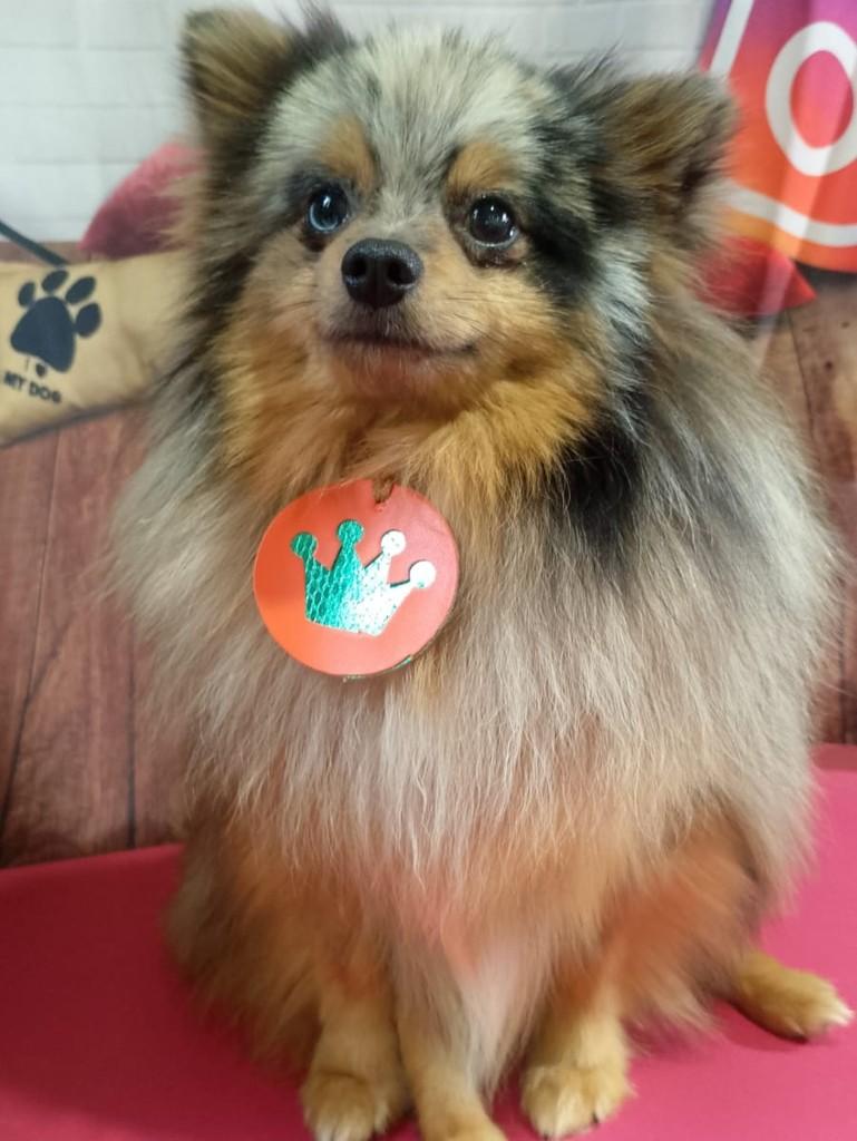 William, cachorro de porte pequeno para adoção em Ibiúna - SP