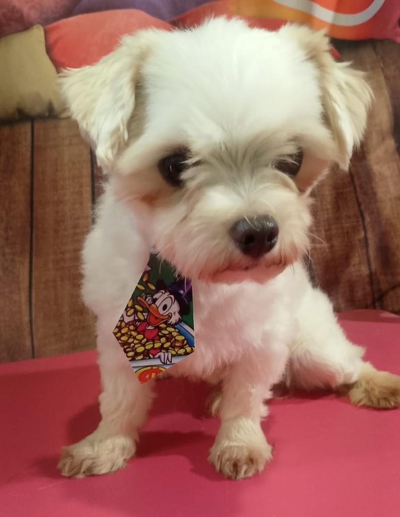 Levi, cachorro de porte pequeno para adoção em Ibiúna - SP