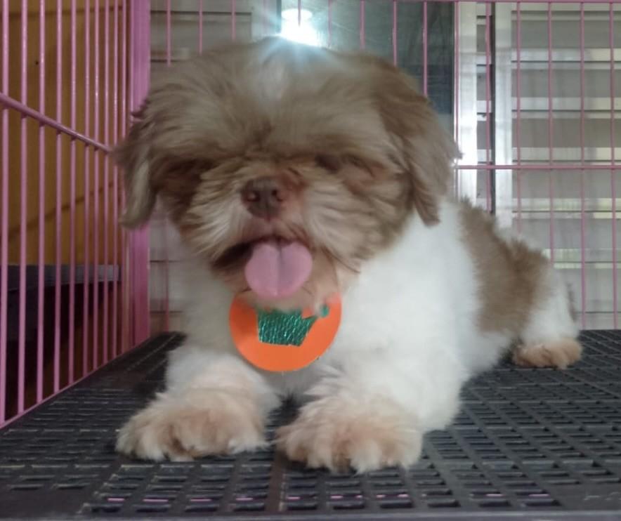 Caio, cachorro de porte pequeno para adoção em Ibiúna - SP