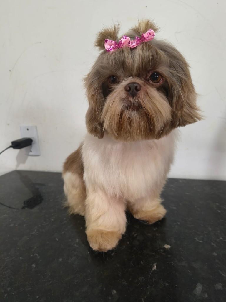 Juju, cadela de porte pequeno para adoção em Ibiúna - SP