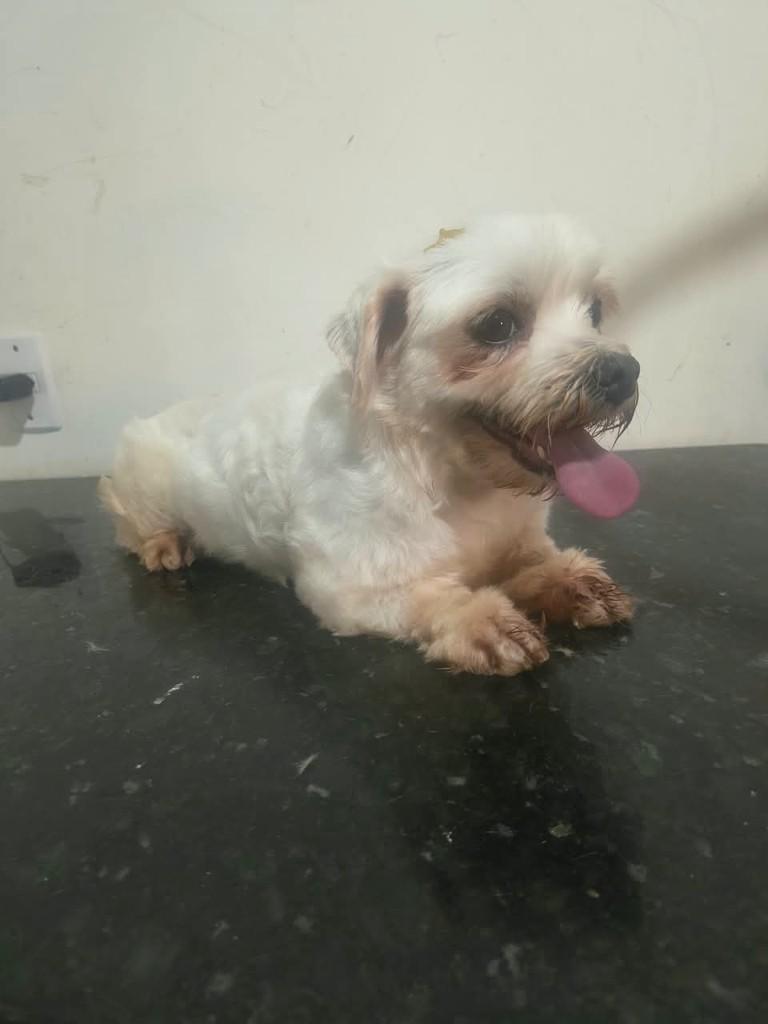 Bianca, cadela de porte médio para adoção em Ibiúna - SP