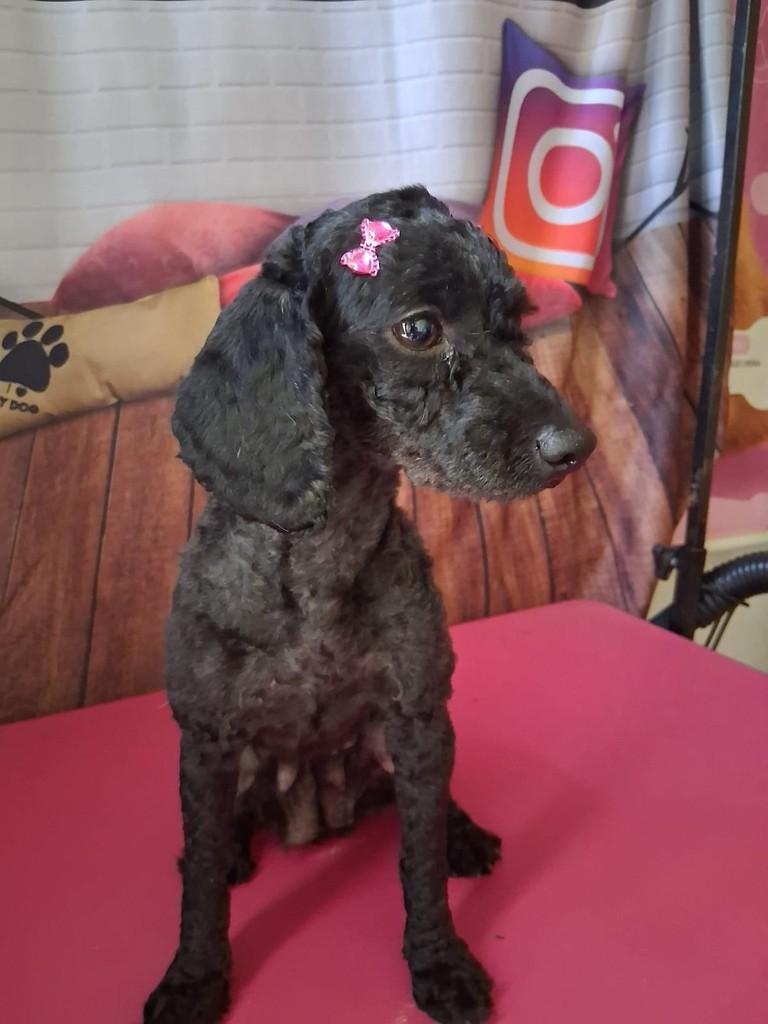 Jolie, cadela de porte pequeno para adoção em Ibiúna - SP