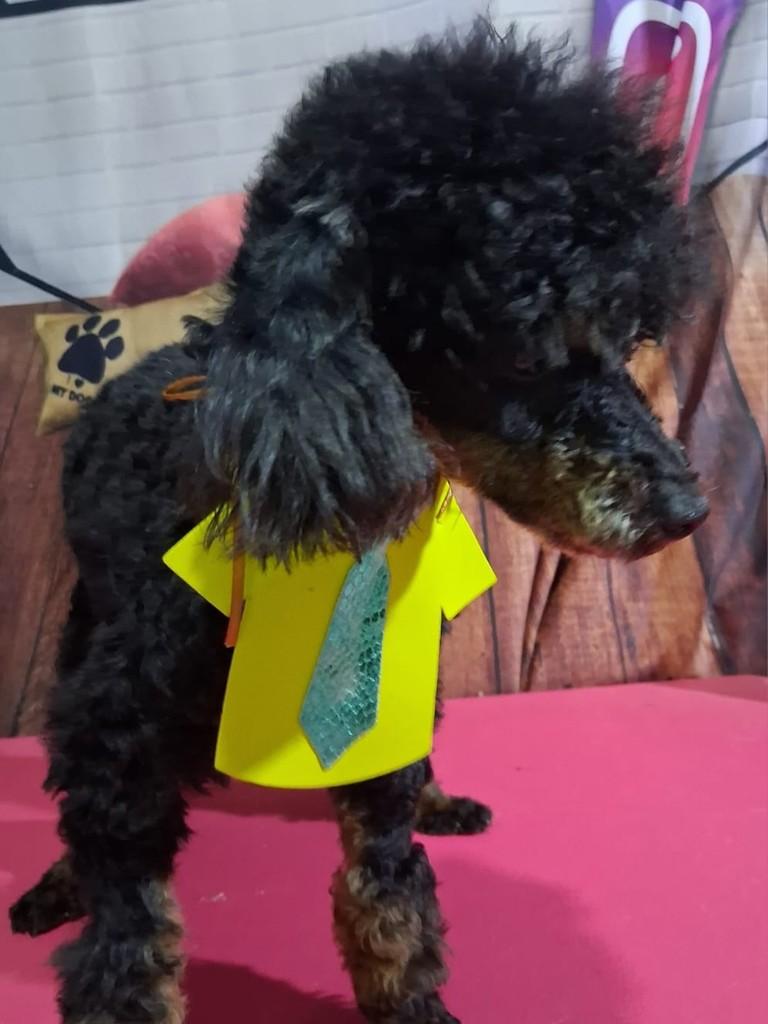 Dior, cachorro de porte pequeno para adoção em Ibiúna - SP