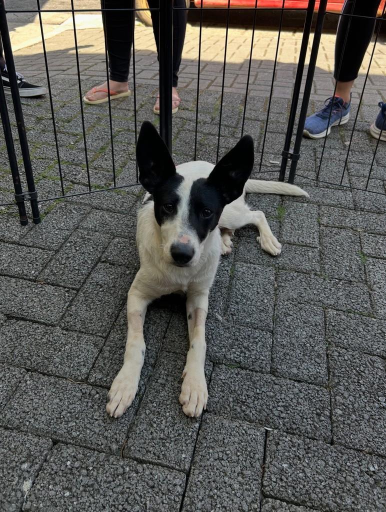 Laya, cachorro de porte médio para adoção em Ibiúna - SP