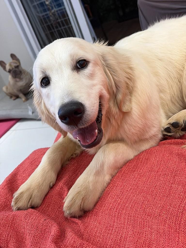 Cacildis, cachorro de porte grande para adoção em Ibiúna - SP