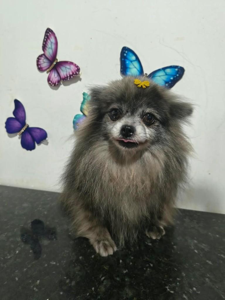 Nunu, cadela de porte pequeno para adoção em Ibiúna - SP