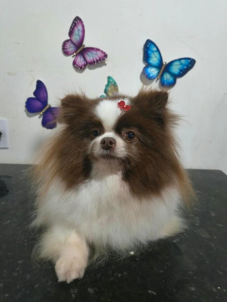 Peppa, cadela de porte pequeno para adoção em Ibiúna - SP
