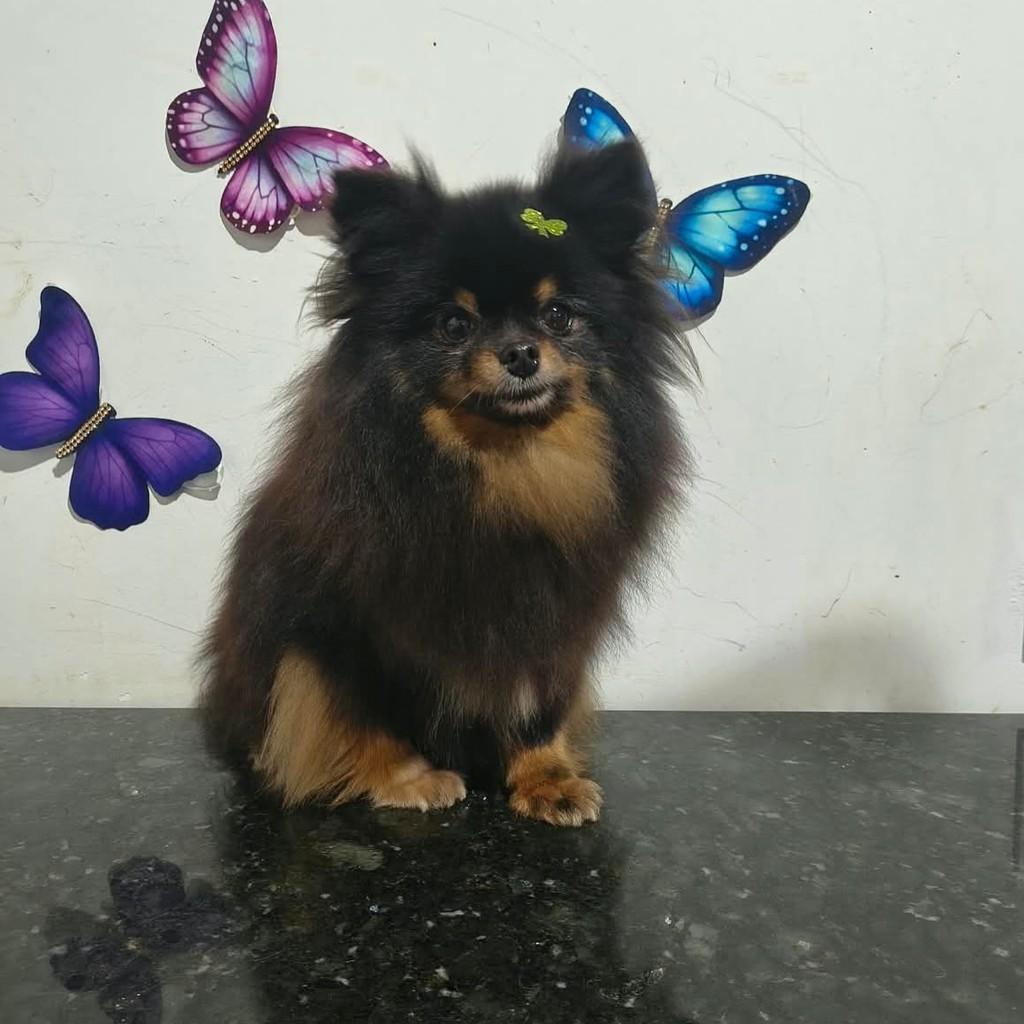 Fênix, cachorro de porte grande para adoção em Ibiúna - SP