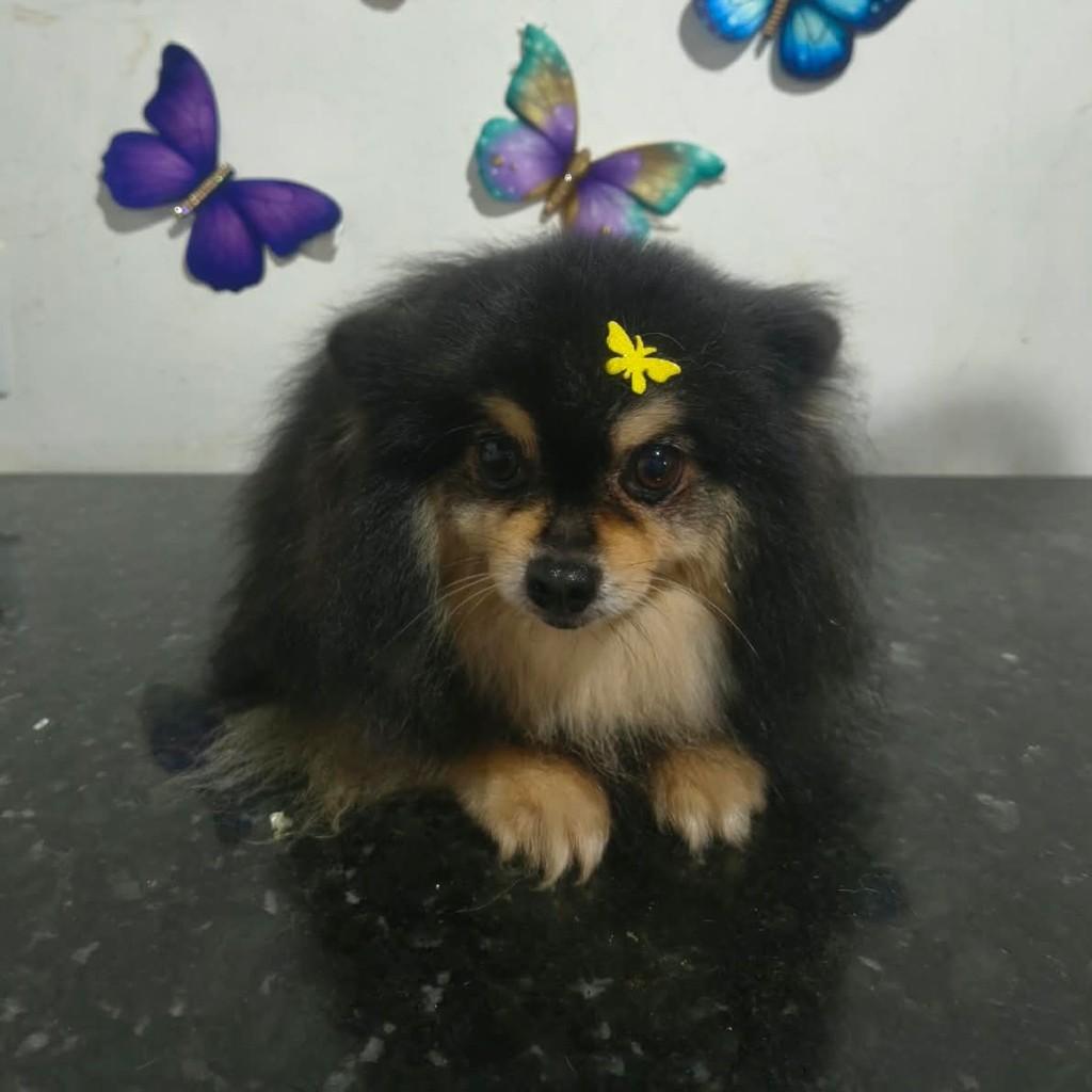 Felícia, cachorro de porte pequeno para adoção em Ibiúna - SP