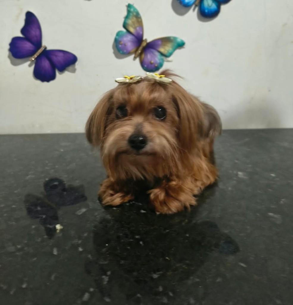 Nani, cachorro de porte pequeno para adoção em Ibiúna - SP