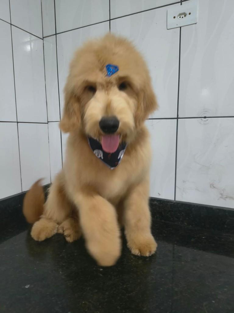 Dartagnam, cachorro de porte pequeno para adoção em Ibiúna - SP