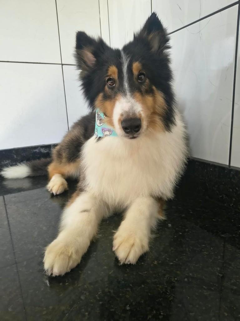 Igor, cachorro de porte médio para adoção em Ibiúna - SP