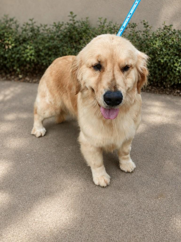 Deyse, cachorro de porte médio para adoção em Ibiúna - SP
