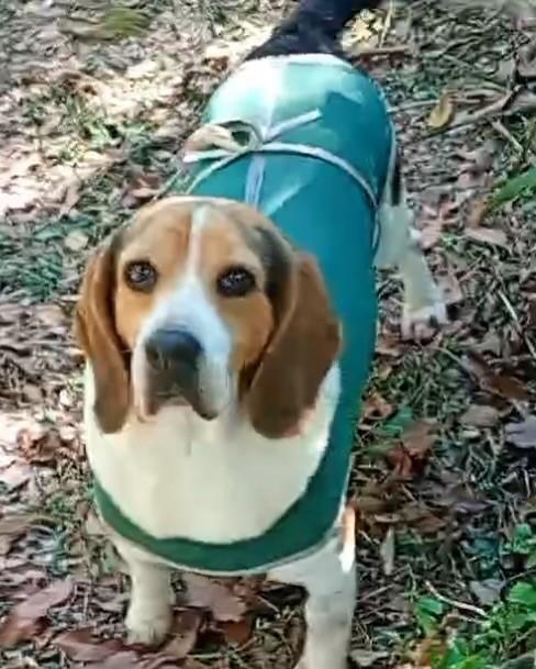 Maddy, cadela de porte médio para adoção em Ibiúna - SP