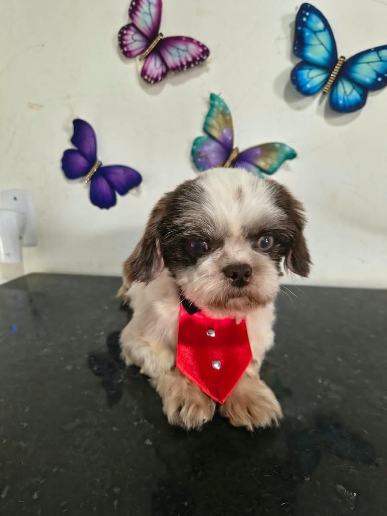 Luigi, cachorro de porte pequeno para adoção em Ibiúna - SP