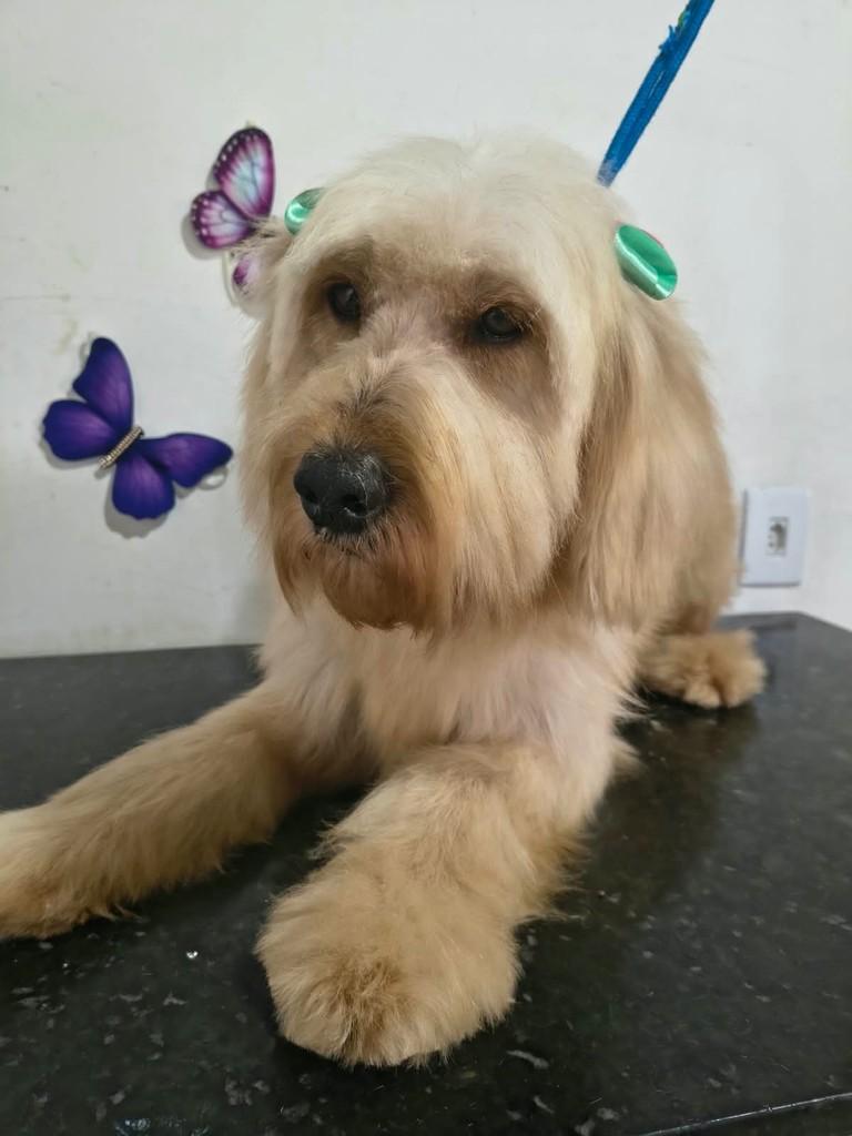 Sandy, cachorro de porte médio para adoção em Ibiúna - SP