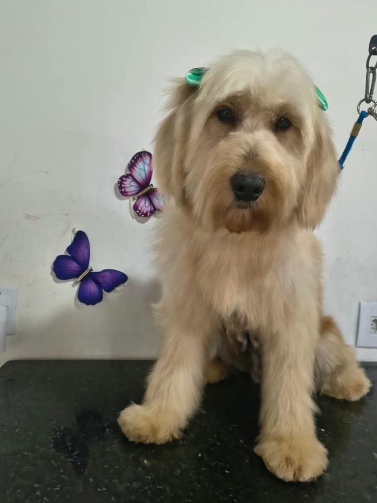 Sandy, cachorro de porte médio para adoção em Ibiúna - SP — foto 2 de 2