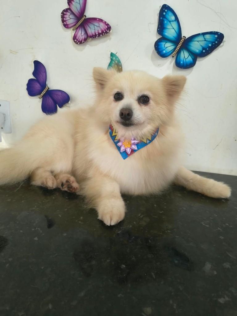 Lavínia, cachorro de porte pequeno para adoção em Ibiúna - SP
