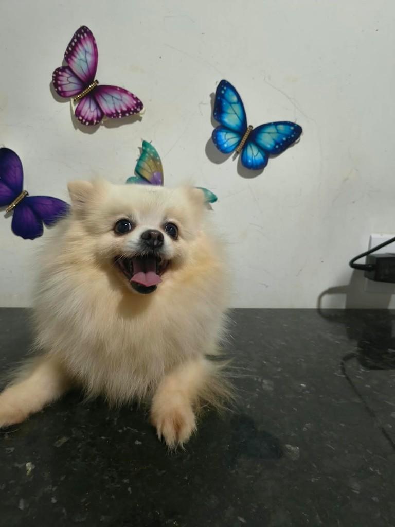 Susi, cadela de porte pequeno para adoção em Ibiúna - SP