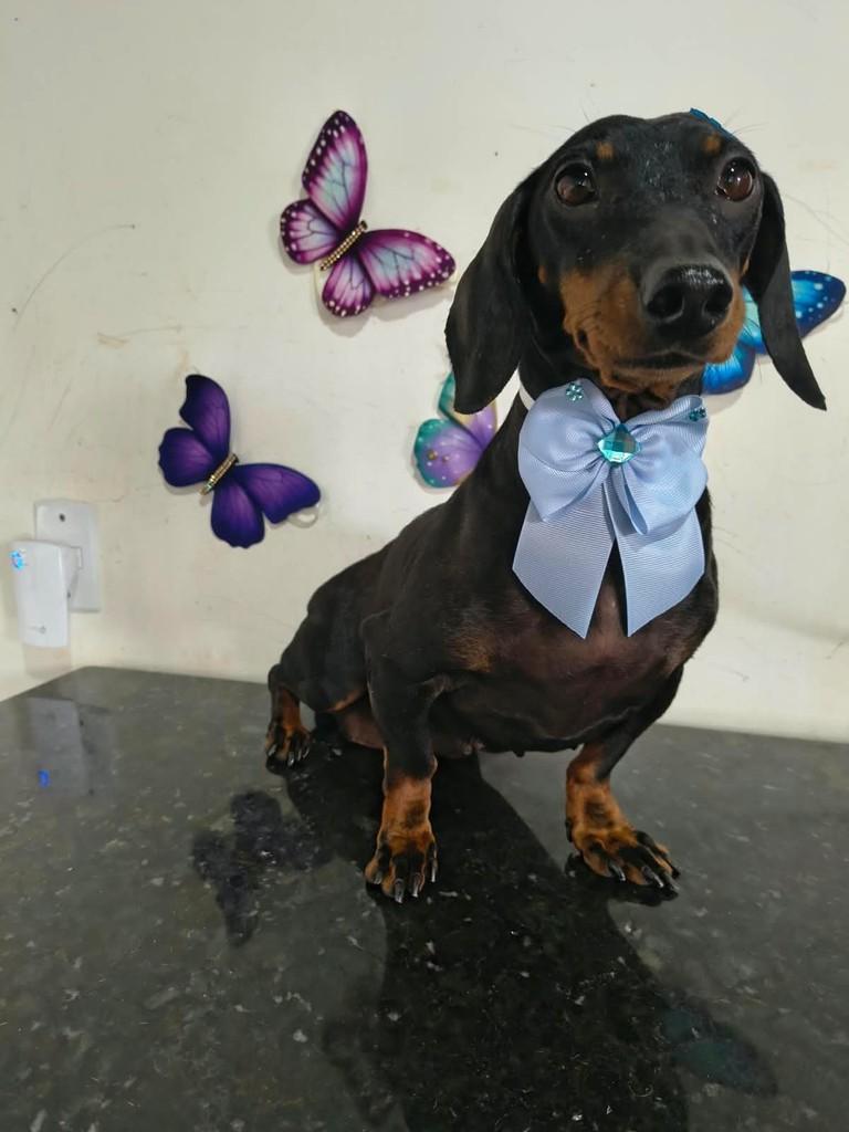 Gaby, cadela de porte médio para adoção em Ibiúna - SP