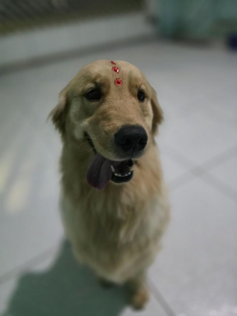 Elsa, cadela de porte médio para adoção em Ibiúna - SP