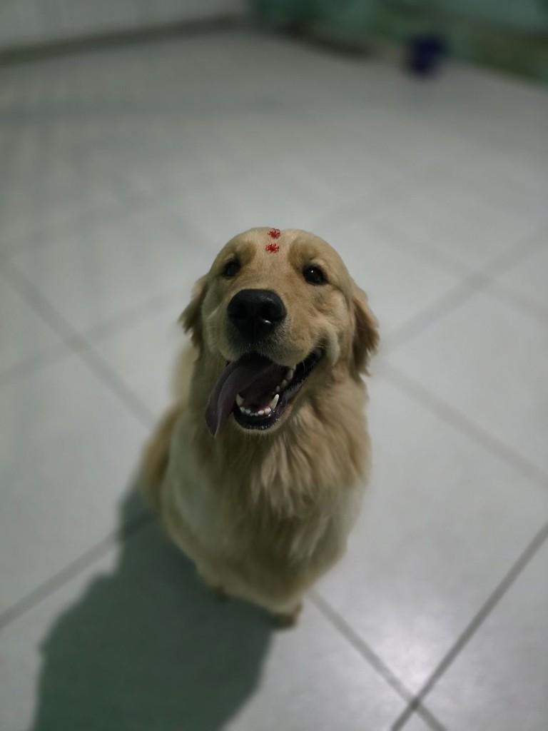 Elsa, cadela de porte médio para adoção em Ibiúna - SP — foto 2 de 2