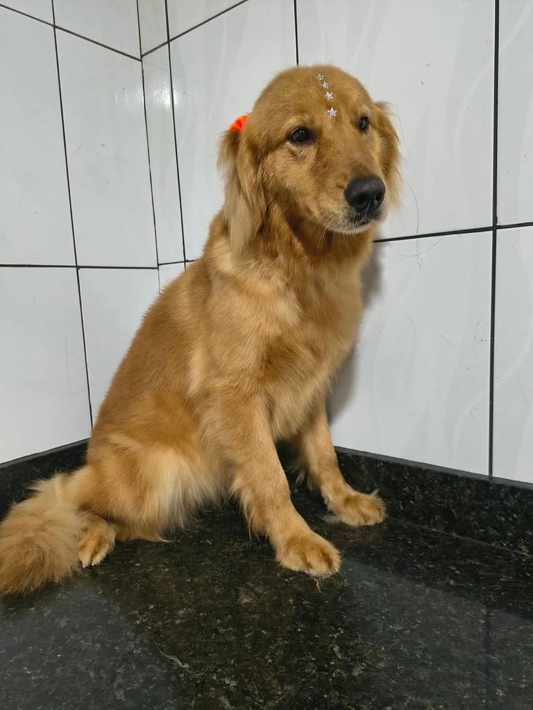 Silvinha, cadela de porte médio para adoção em Ibiúna - SP