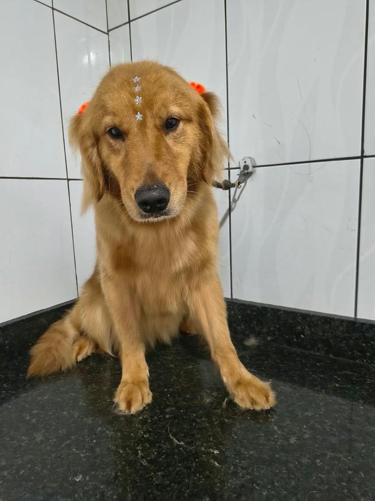 Silvinha, cadela de porte médio para adoção em Ibiúna - SP — foto 2 de 2