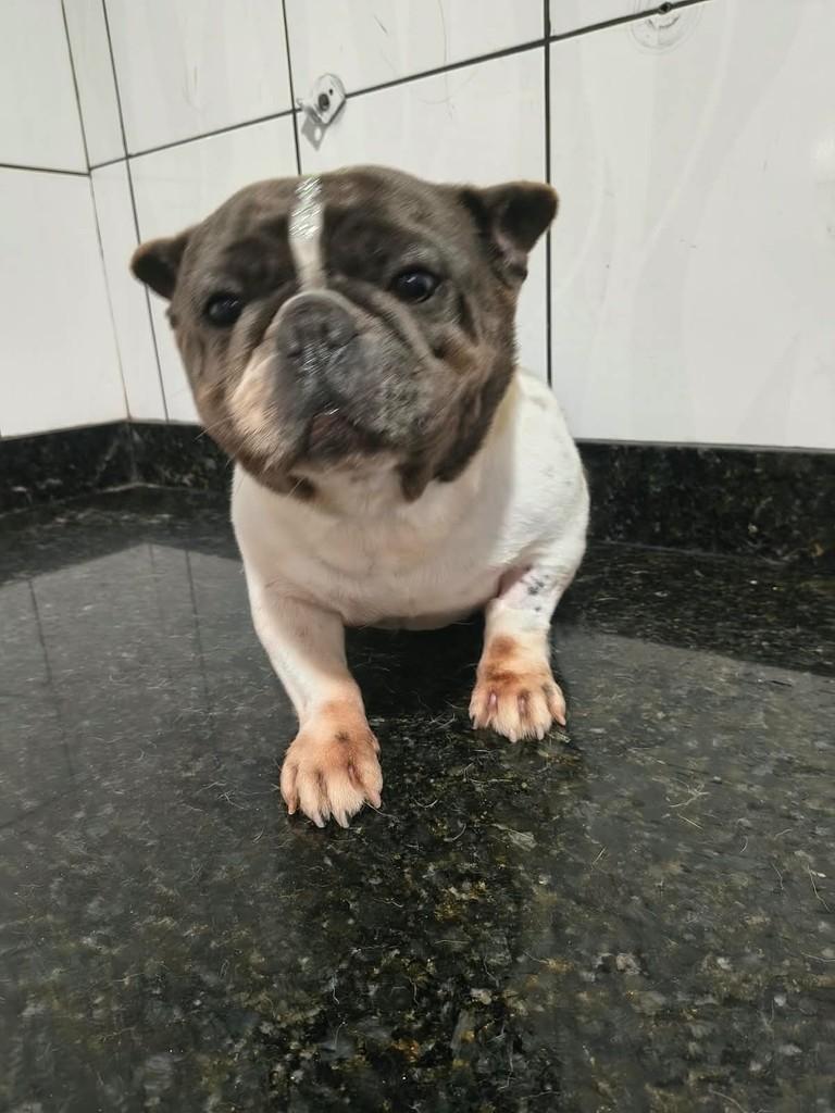 Gordinha, cadela de porte pequeno para adoção em Ibiúna - SP