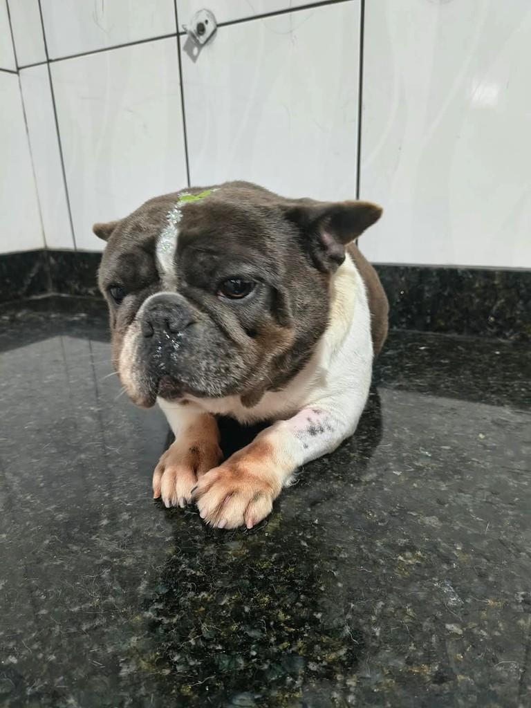 Gordinha, cadela de porte pequeno para adoção em Ibiúna - SP — foto 2 de 2