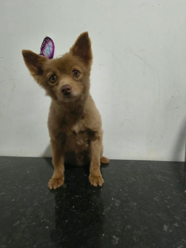 Toddynho, cachorro de porte pequeno para adoção em Ibiúna - SP