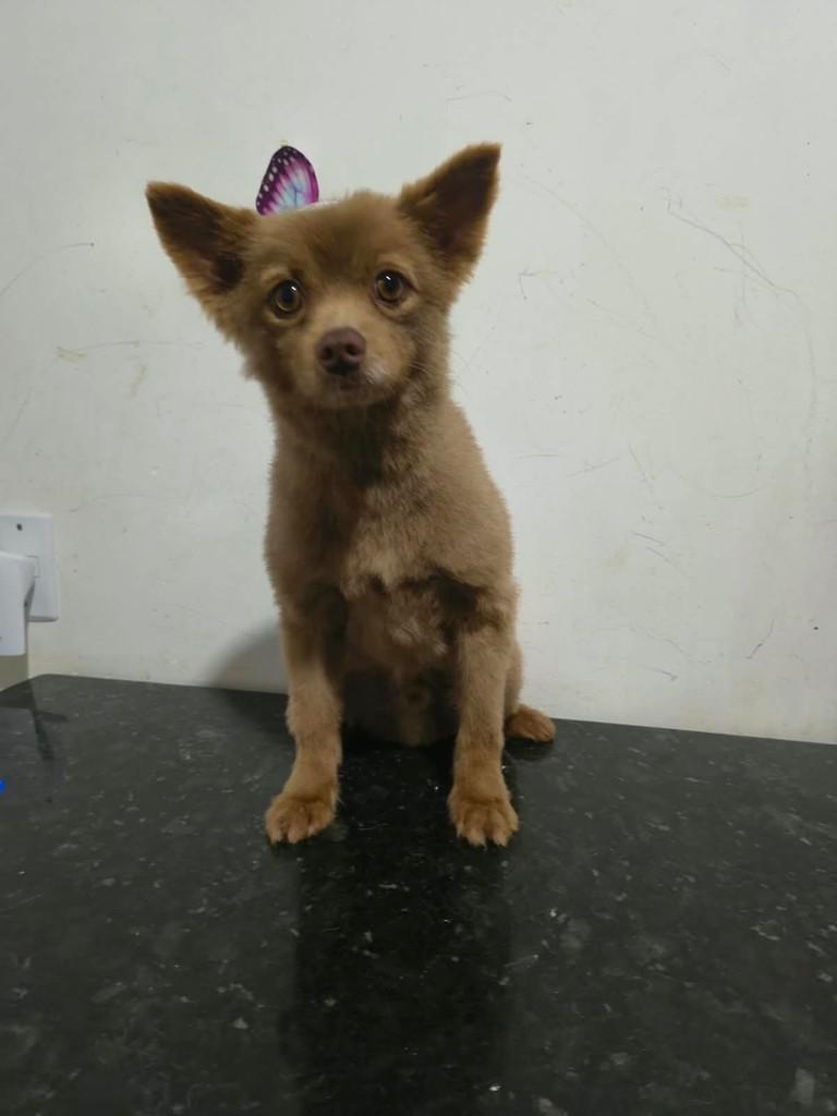 Toddynho, cachorro de porte pequeno para adoção em Ibiúna - SP — foto 2 de 2