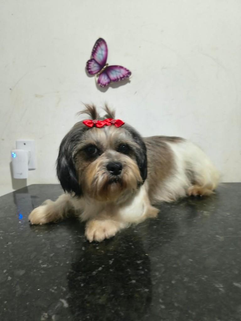 Cloe, cadela de porte pequeno para adoção em Ibiúna - SP