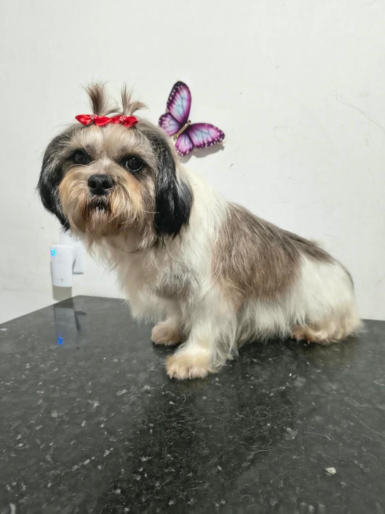 Cloe, cadela de porte pequeno para adoção em Ibiúna - SP — foto 2 de 2