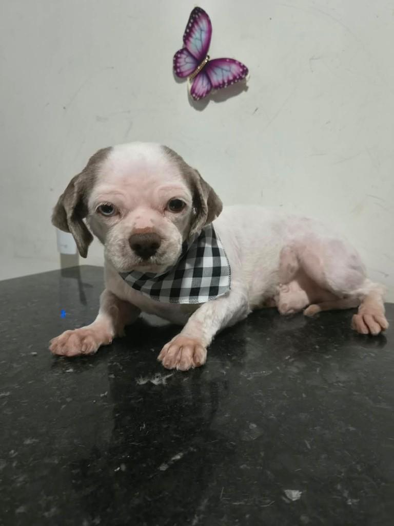 Barney, cachorro de porte pequeno para adoção em Ibiúna - SP