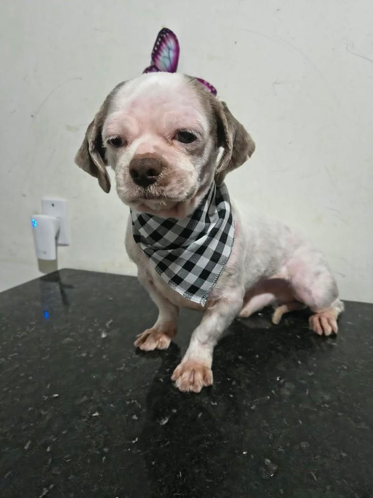 Barney, cachorro de porte pequeno para adoção em Ibiúna - SP — foto 2 de 2