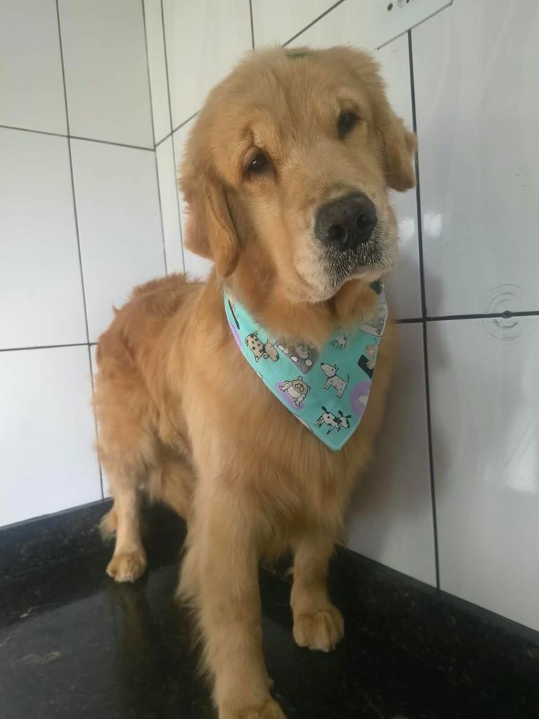 Wendy, cachorro de porte médio para adoção em Ibiúna - SP