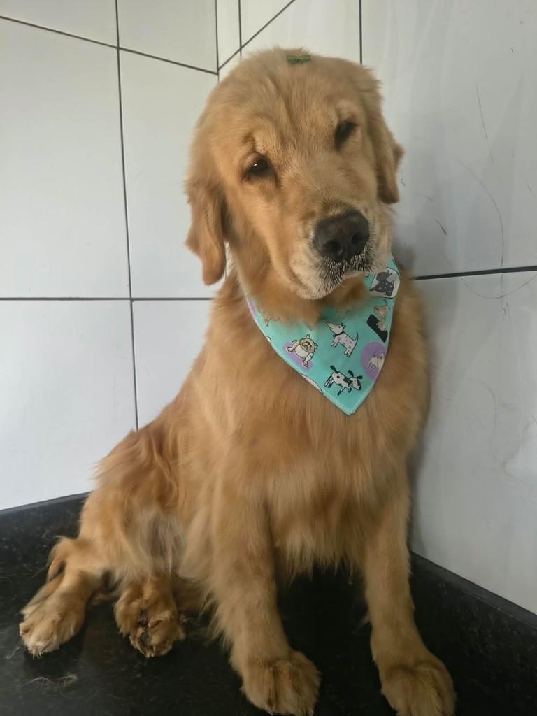 Wendy, cachorro de porte médio para adoção em Ibiúna - SP — foto 2 de 3