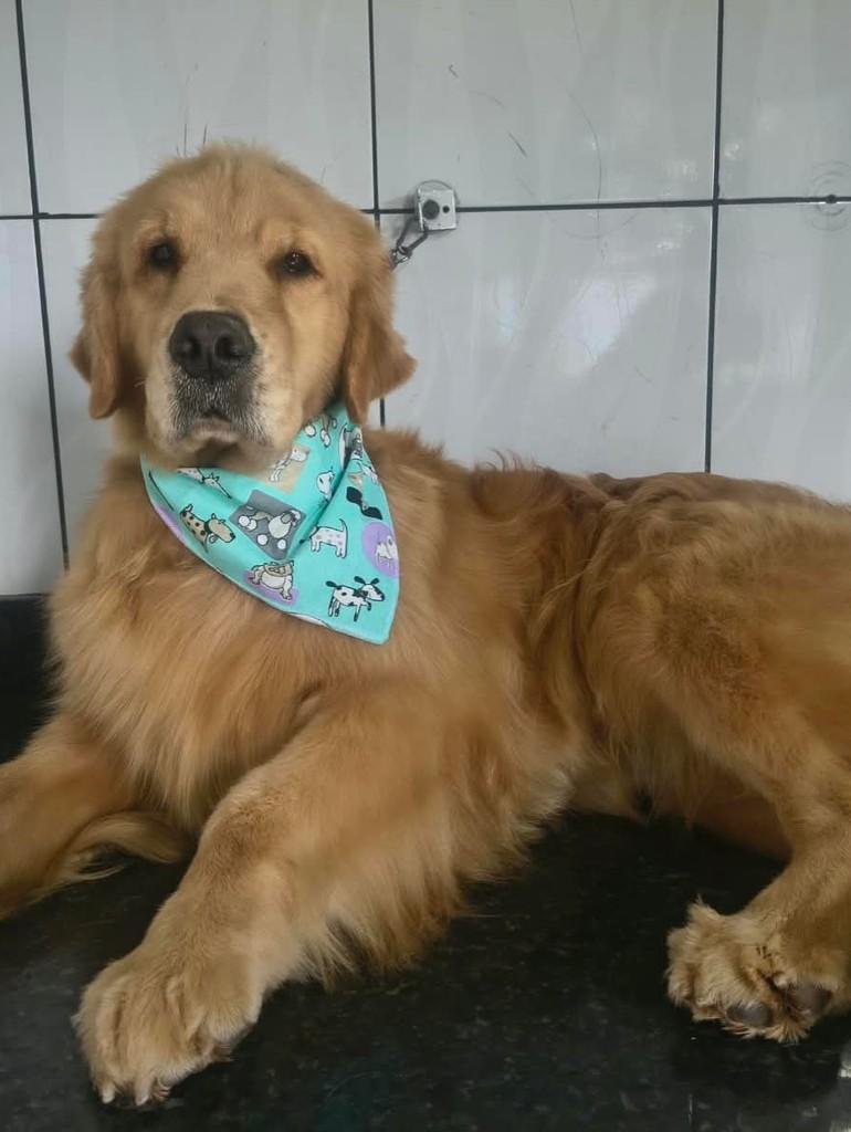 Wendy, cachorro de porte médio para adoção em Ibiúna - SP — foto 3 de 3