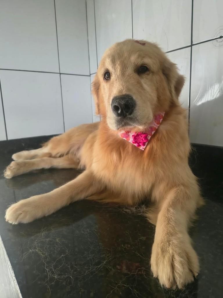 Tash, cachorro de porte médio para adoção em Ibiúna - SP