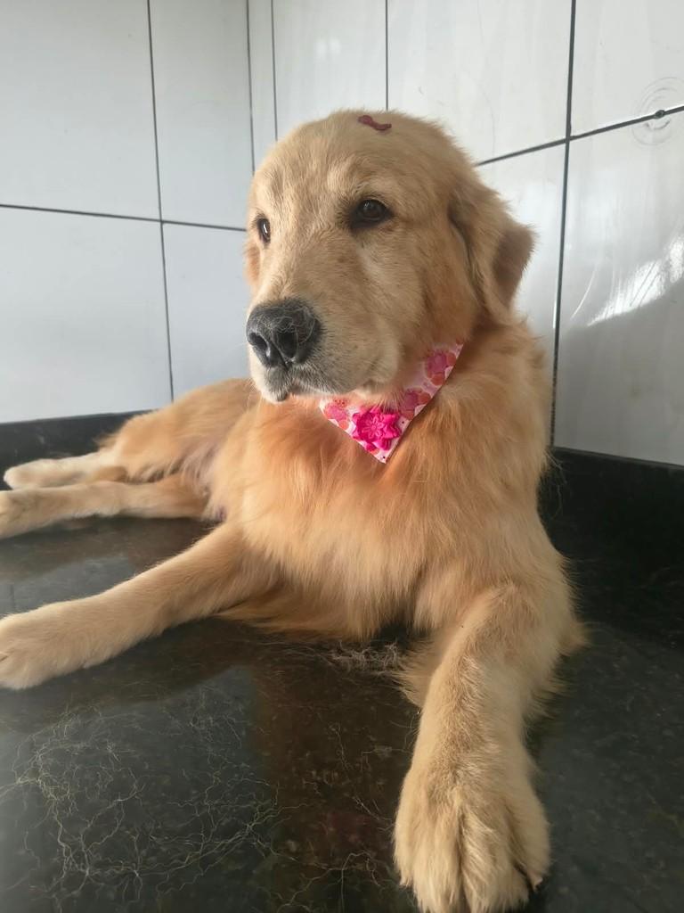 Tash, cachorro de porte médio para adoção em Ibiúna - SP — foto 2 de 3